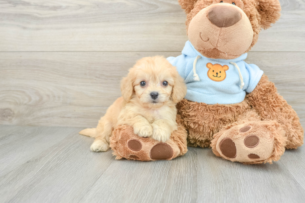 Cavachon Pup Being Cute