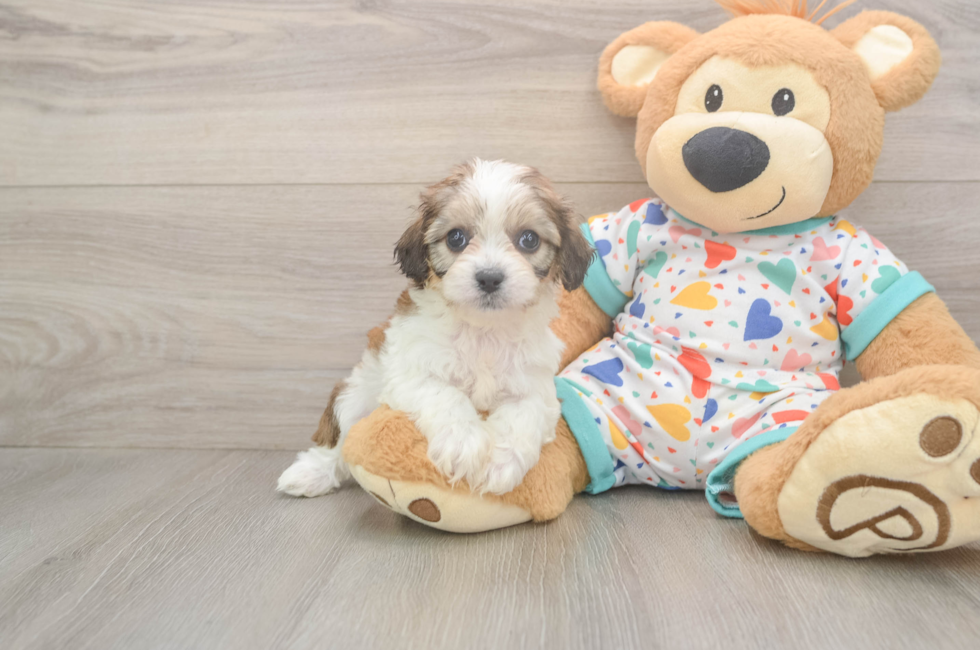 5 week old Cavachon Puppy For Sale - Premier Pups