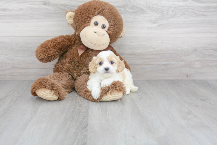 Best Cavachon Baby