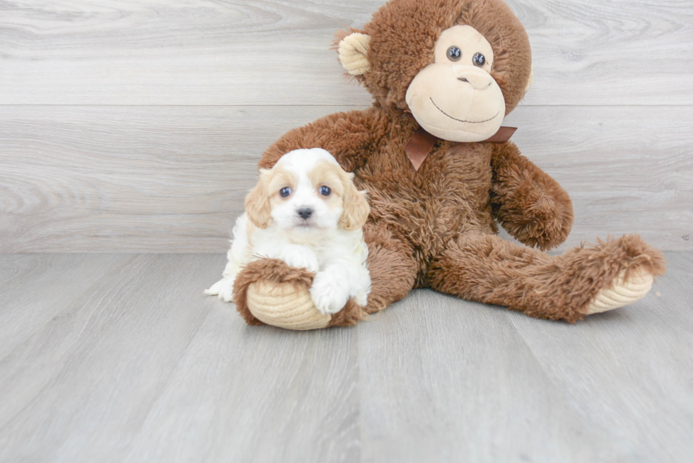 Small Cavachon Baby