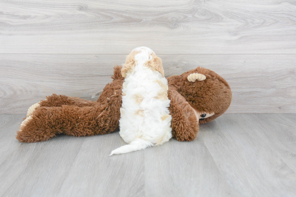 Cavachon Pup Being Cute