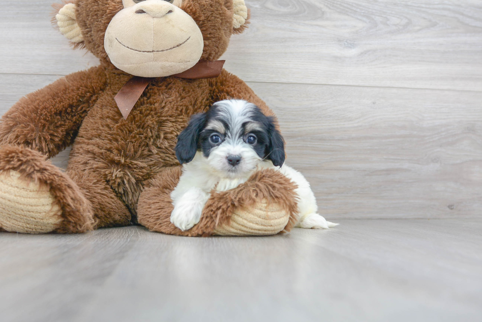 Best Cavachon Baby