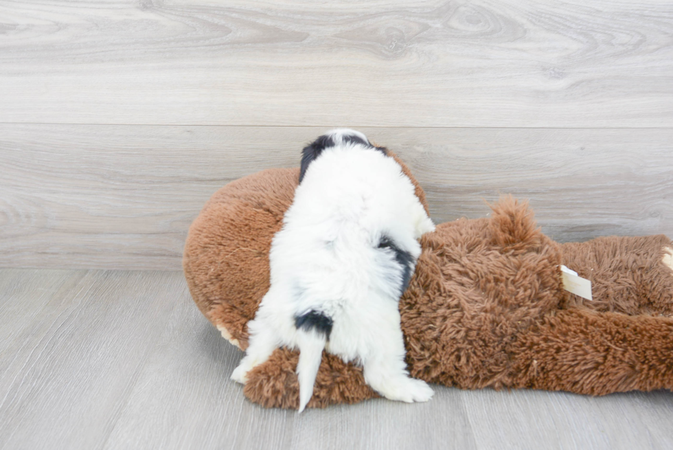 Fluffy Cavachon Designer Pup