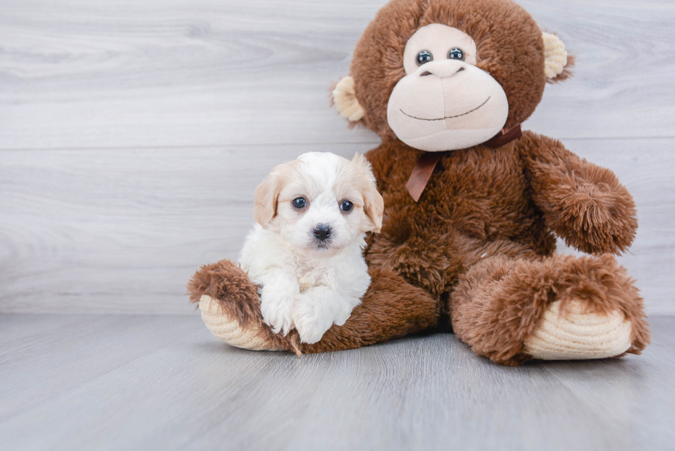 Best Cavachon Baby