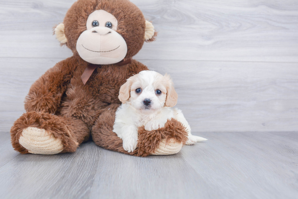 Friendly Cavachon Baby