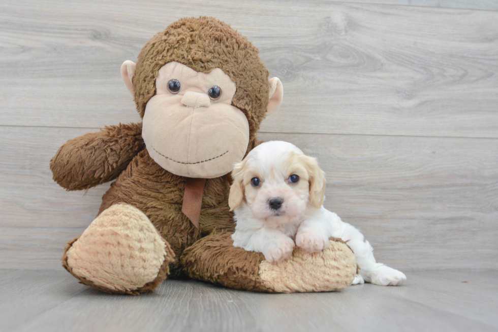 Cavachon Pup Being Cute