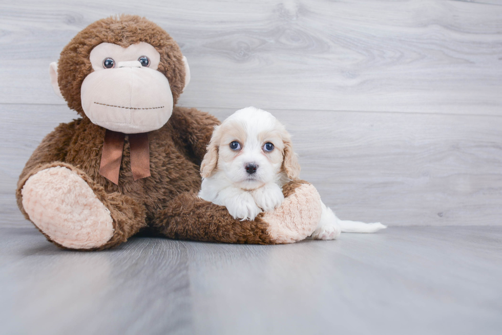 Friendly Cavachon Baby