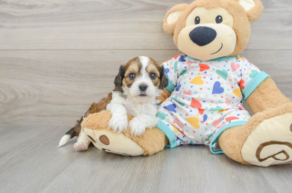 5 week old Cavachon Puppy For Sale - Premier Pups