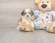 6 week old Cavachon Puppy For Sale - Premier Pups