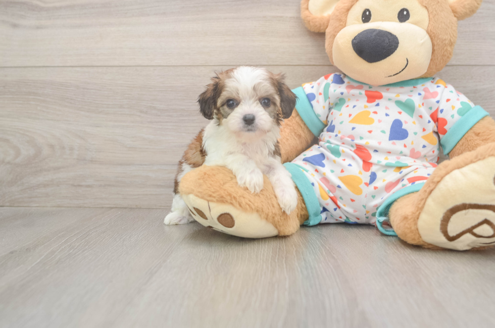 5 week old Cavachon Puppy For Sale - Premier Pups