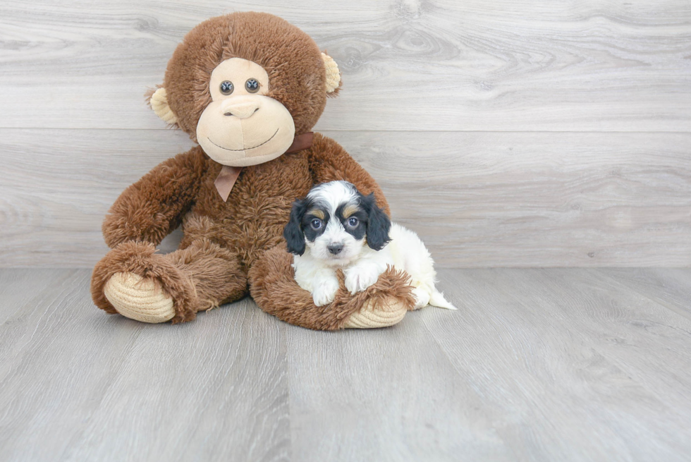 Cavachon Pup Being Cute