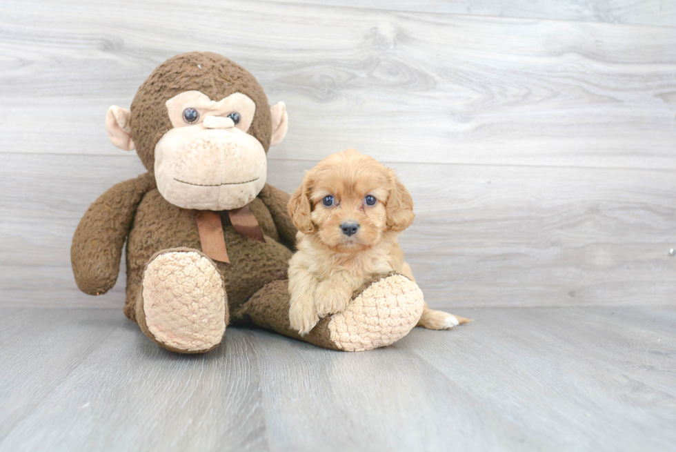 Fluffy Cavachon Designer Pup