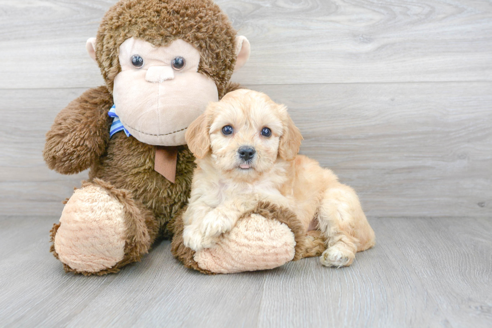 Best Cavachon Baby