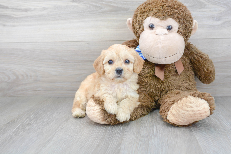 Cavachon Puppy for Adoption