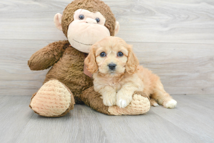 Cute Cavalier Designer Puppy
