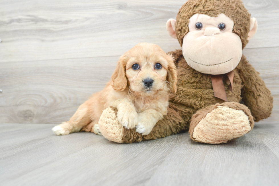 Cute Cavachon Designer Pup