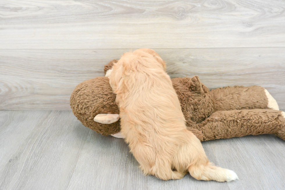 Cute Cavachon Baby