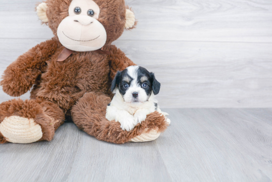 Happy Cavachon Baby