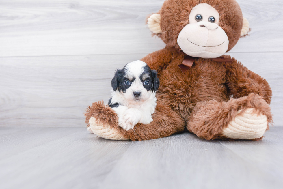 Cavachon Pup Being Cute