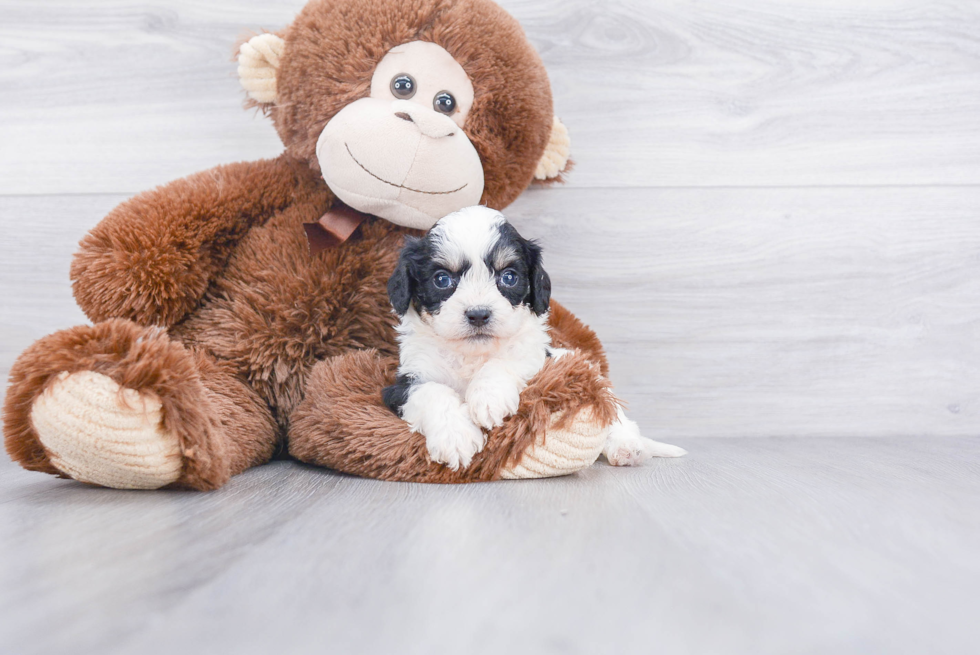 Happy Cavachon Baby