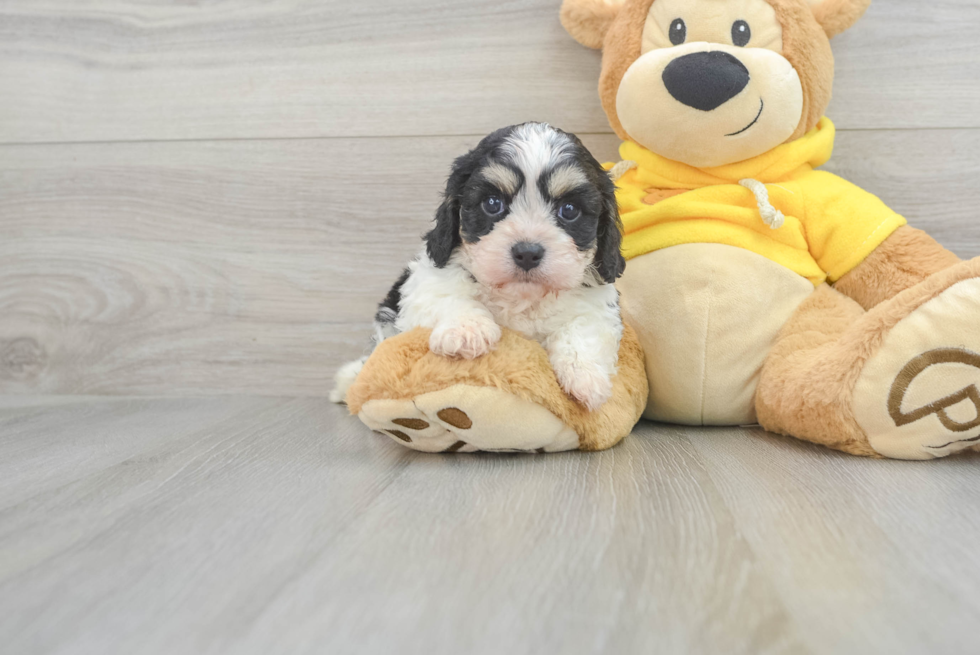 Cavachon Pup Being Cute