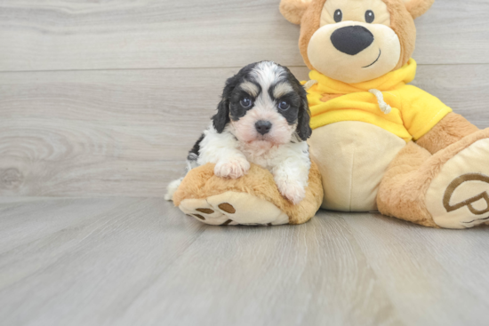 Cavachon Pup Being Cute