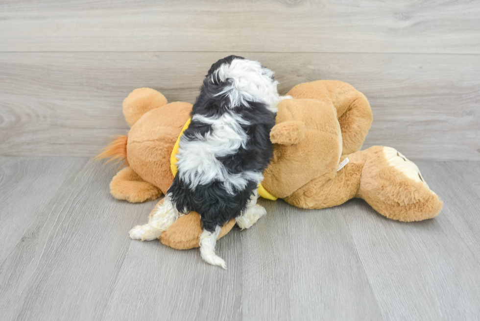 Funny Cavachon Designer Pup