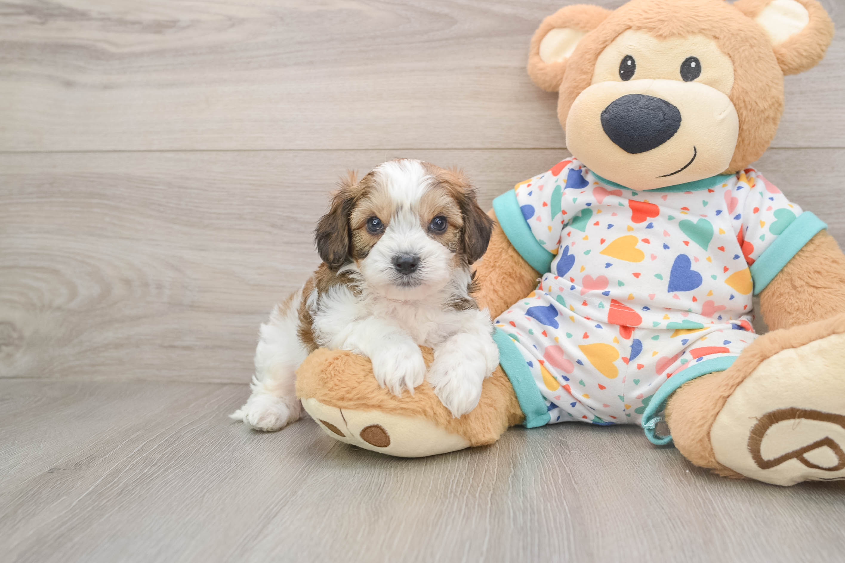 Little Cavalier Bichon Designer Puppy