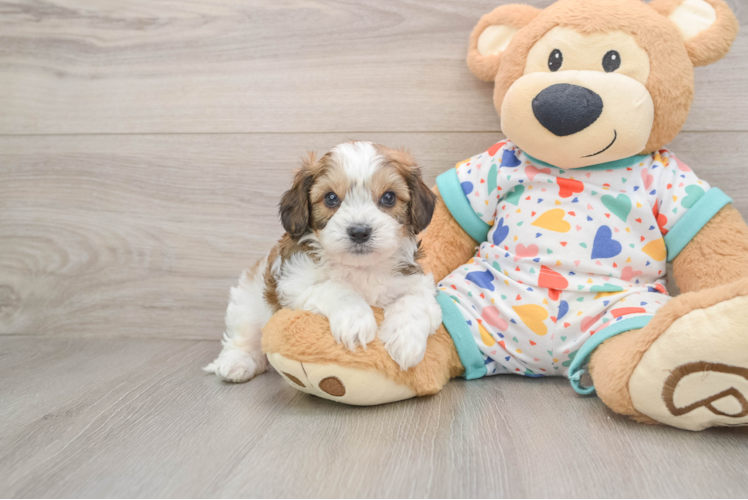 Little Cavalier Bichon Designer Puppy