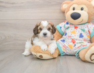 5 week old Cavachon Puppy For Sale - Premier Pups