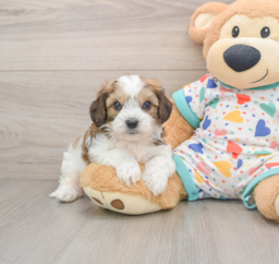 6 week old Cavachon Puppy For Sale - Premier Pups