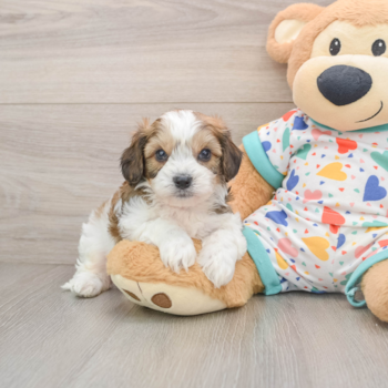 Little Cavalier Bichon Designer Puppy