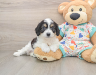 6 week old Cavachon Puppy For Sale - Premier Pups