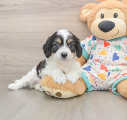 6 week old Cavachon Puppy For Sale - Premier Pups
