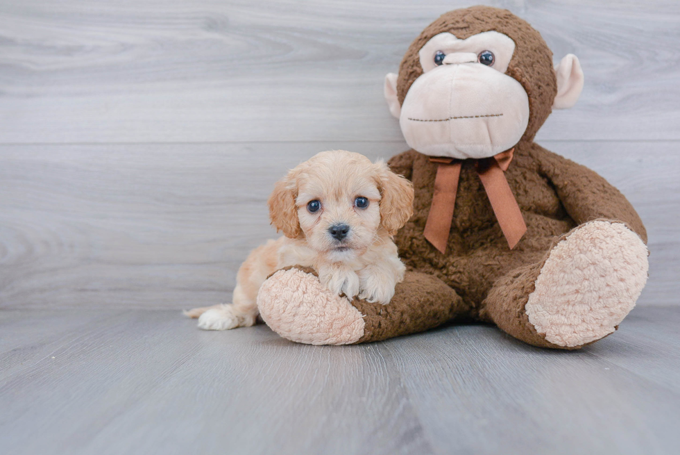 Cavachon Pup Being Cute