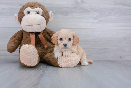 Cavachon Puppy for Adoption