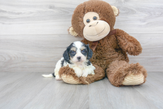 Playful Cavalier Designer Puppy