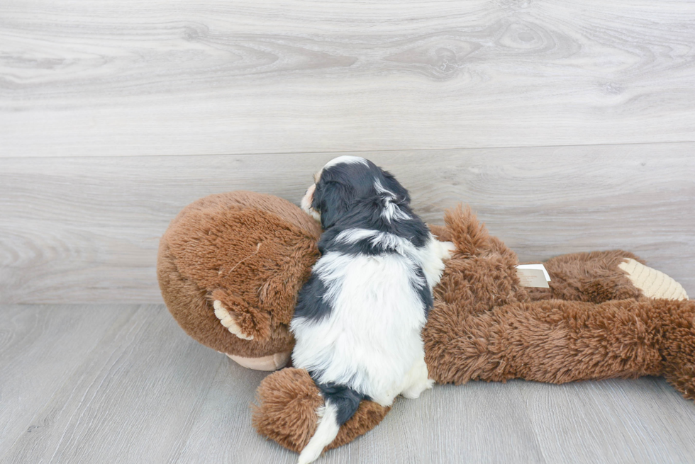 Cavachon Pup Being Cute