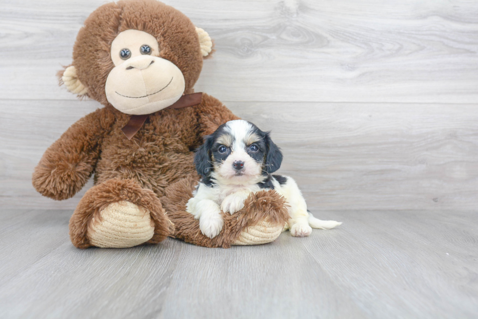 Petite Cavachon Designer Pup