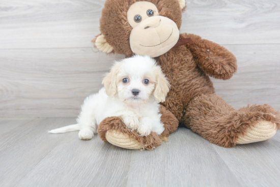 Cavachon Pup Being Cute