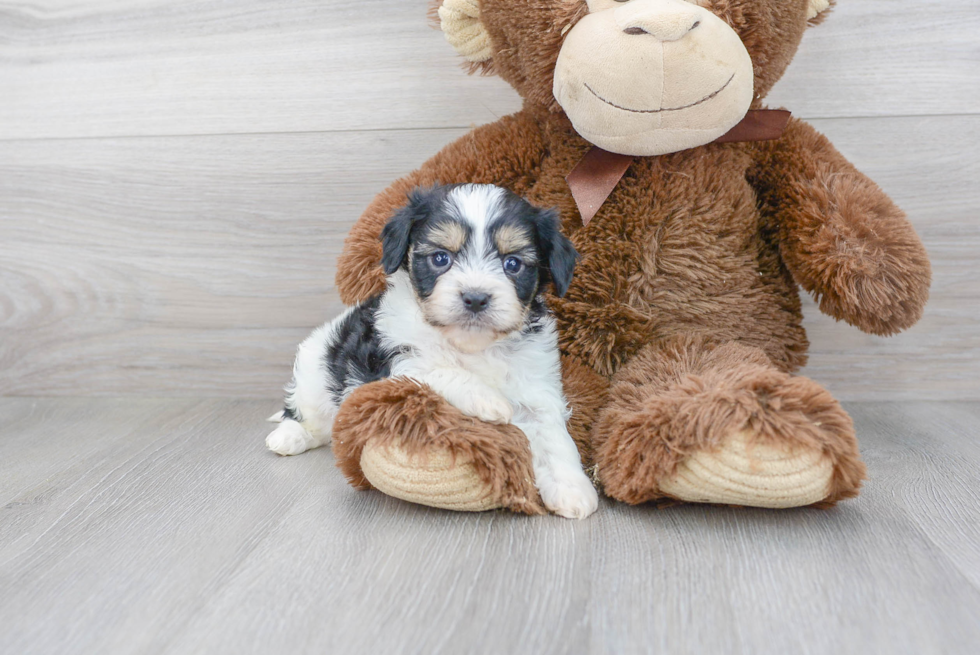 Best Cavachon Baby