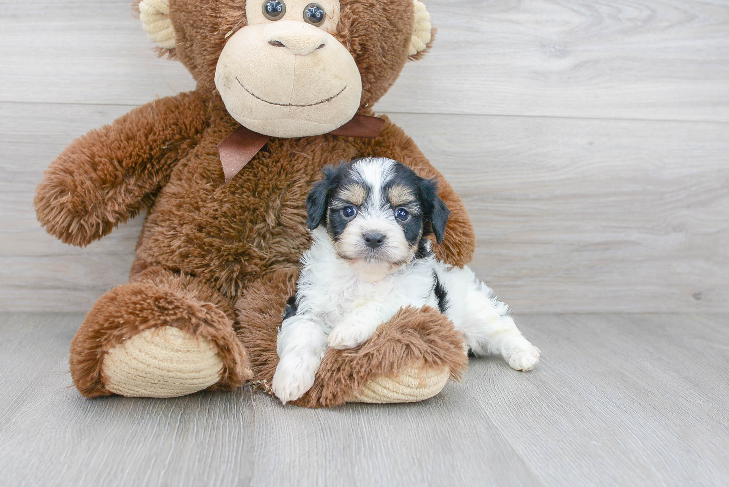 Friendly Cavachon Baby
