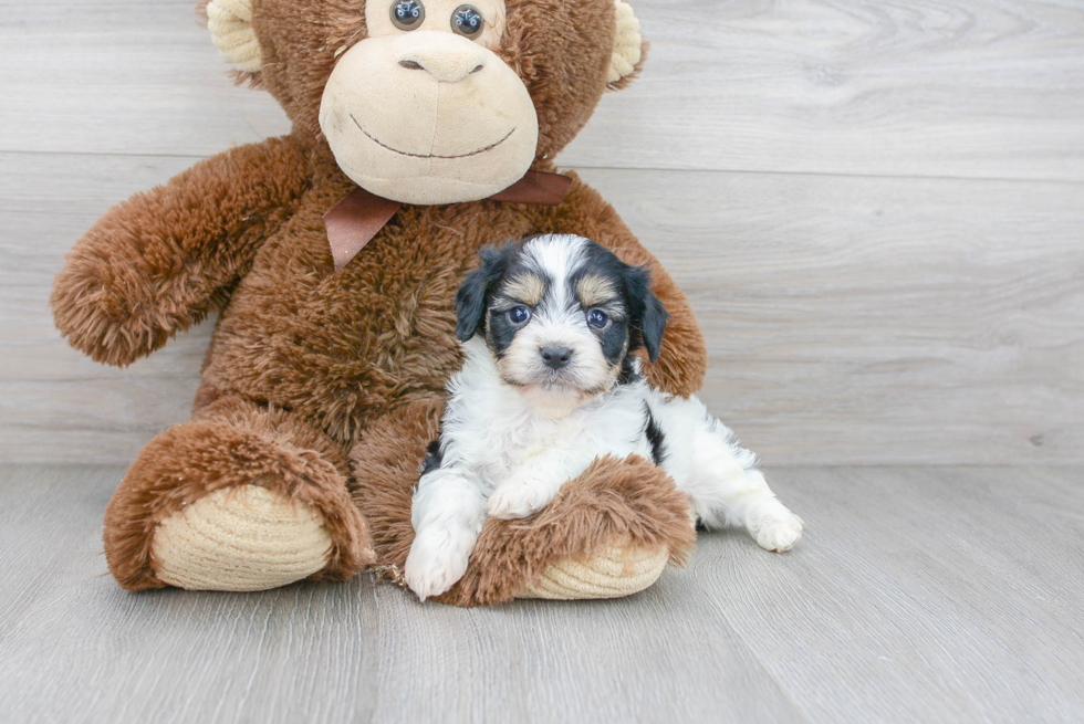 Friendly Cavachon Baby