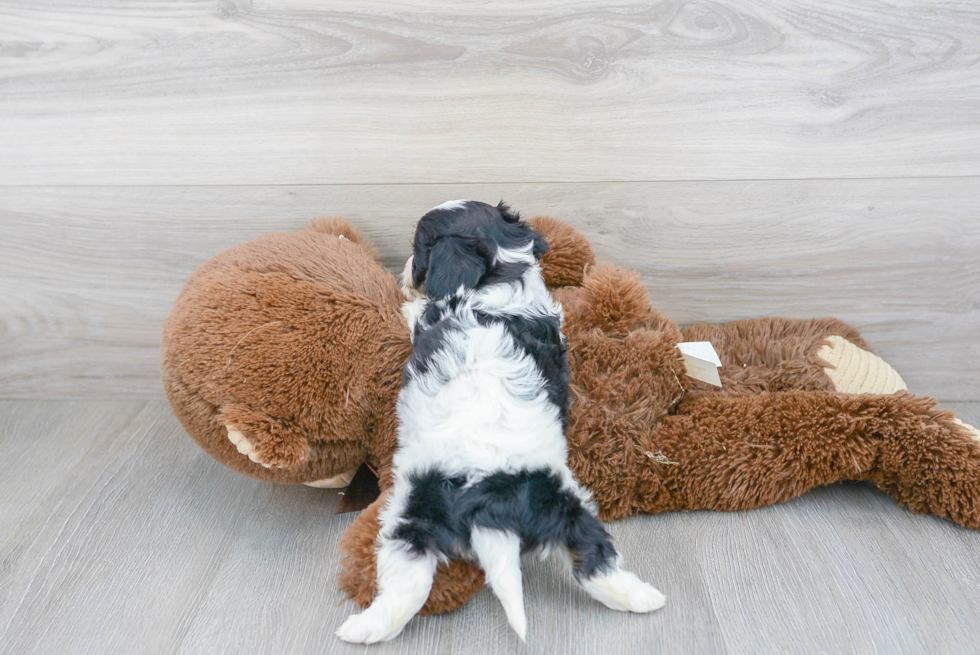 Adorable Cavalier Designer Puppy