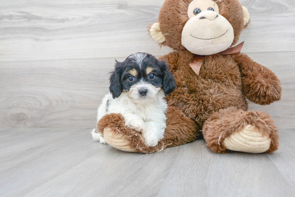 Cute Cavachon Designer Pup
