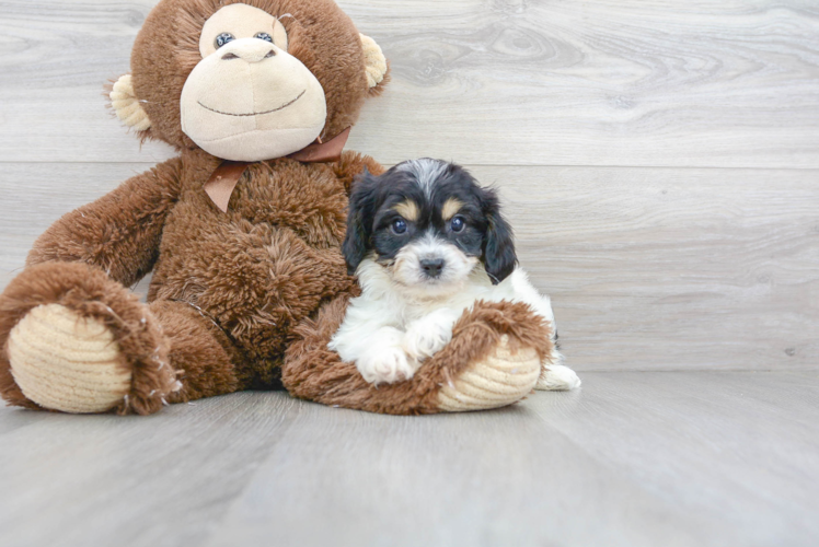 Cute Cavachon Designer Pup
