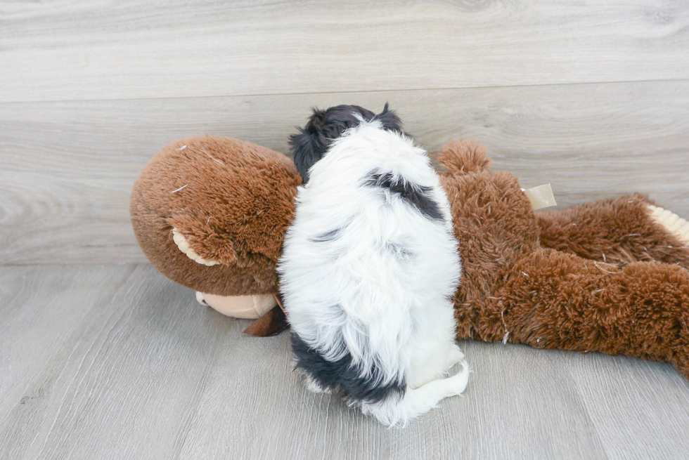 Cavachon Puppy for Adoption