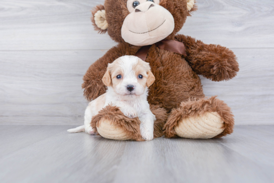 Cavachon Pup Being Cute