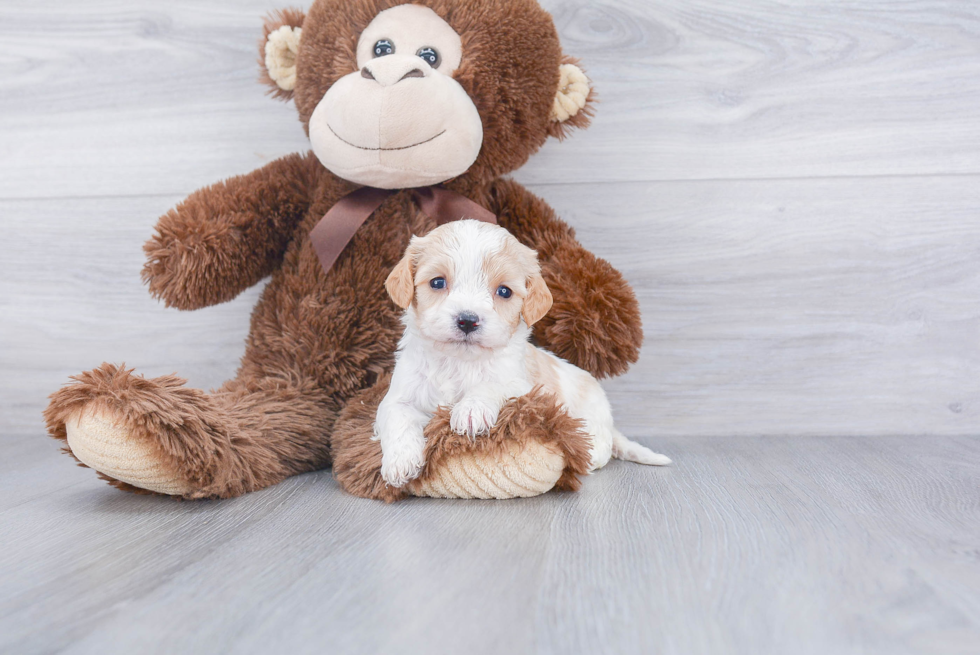 Best Cavachon Baby