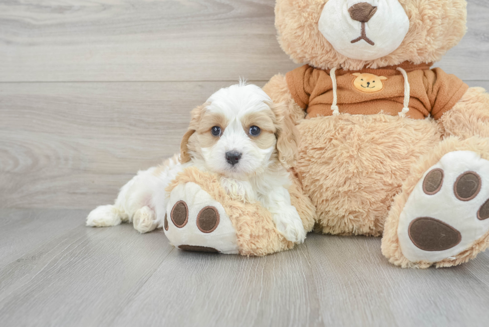 Smart Cavachon Designer Pup